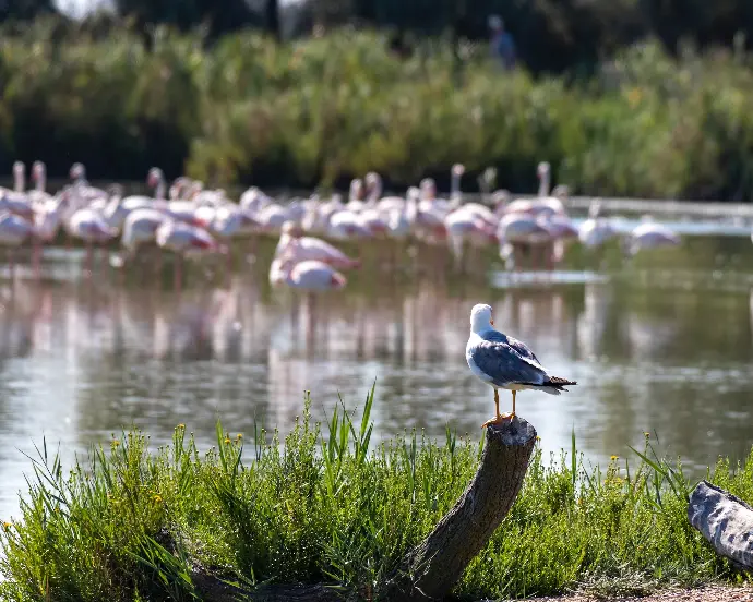 a flock of birds on a log